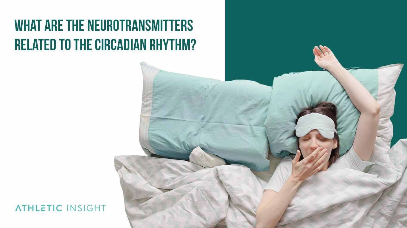 What Are the Neurotransmitters Related to the Circadian Rhythm