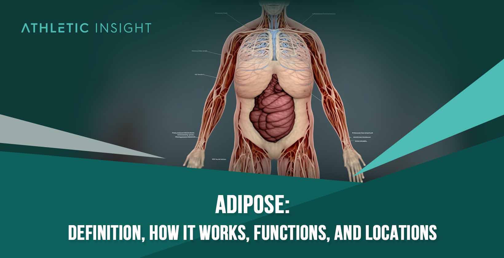 Adipose: Definition, How it Works, Functions, and Locations