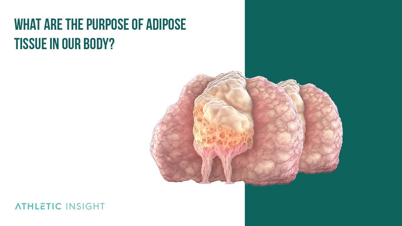 What are the purpose of Adipose Tissue in our Body