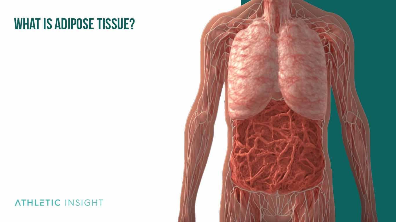 What is Adipose Tissue