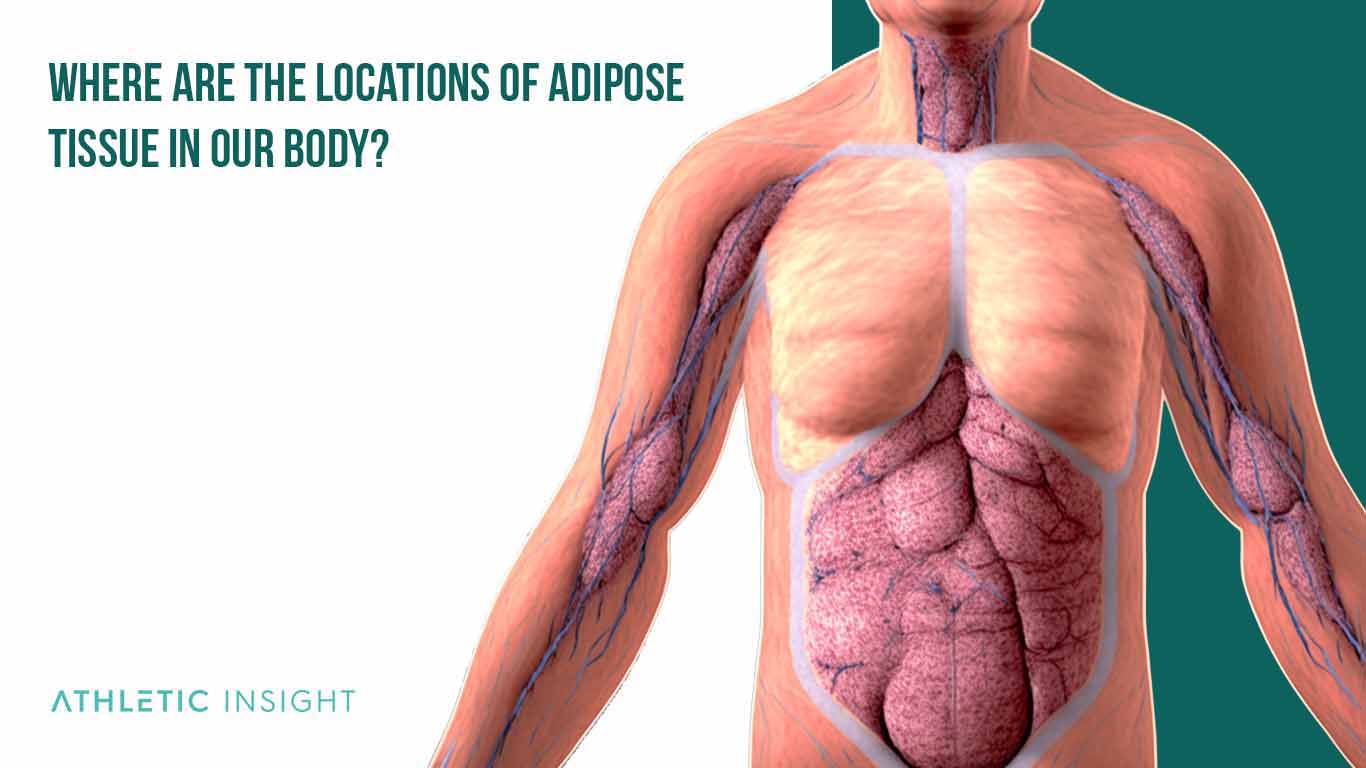 Where are the locations of Adipose Tissue in our Body