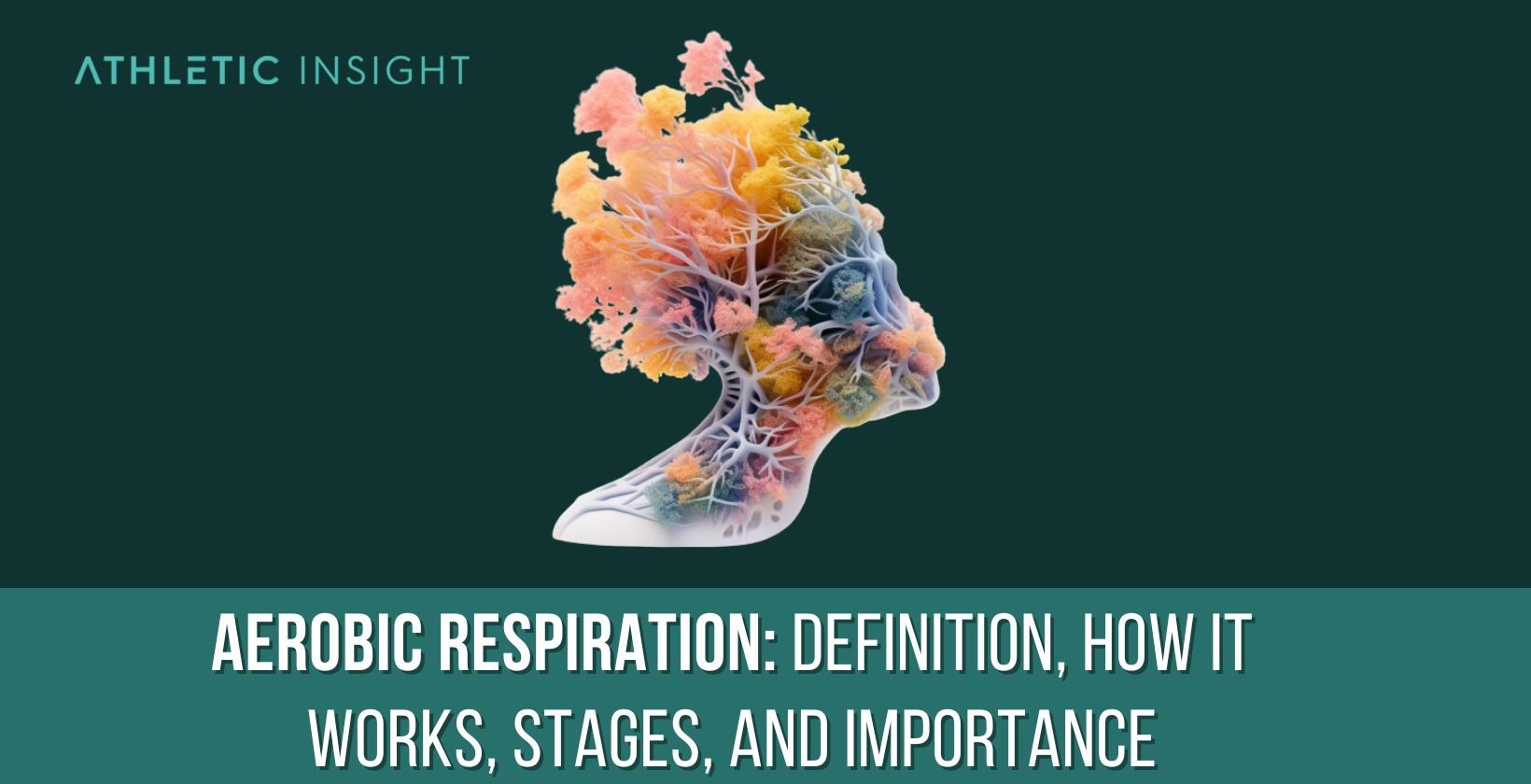 Aerobic Respiration Definition, How it Works, Stages, and Importance