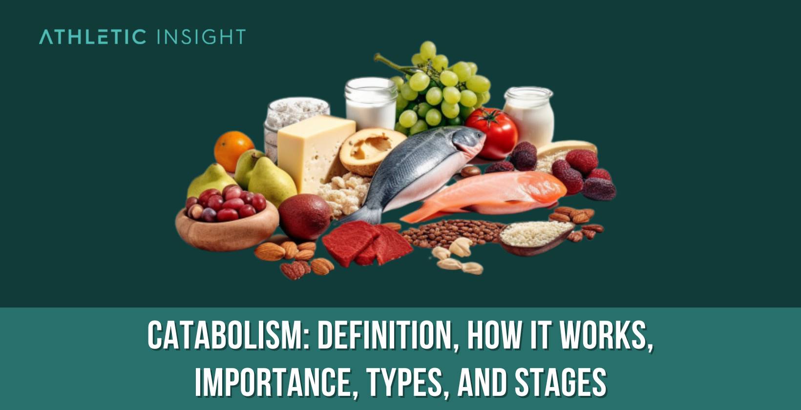 Catabolism: Definition, How It Works, Importance, Types, and Stages