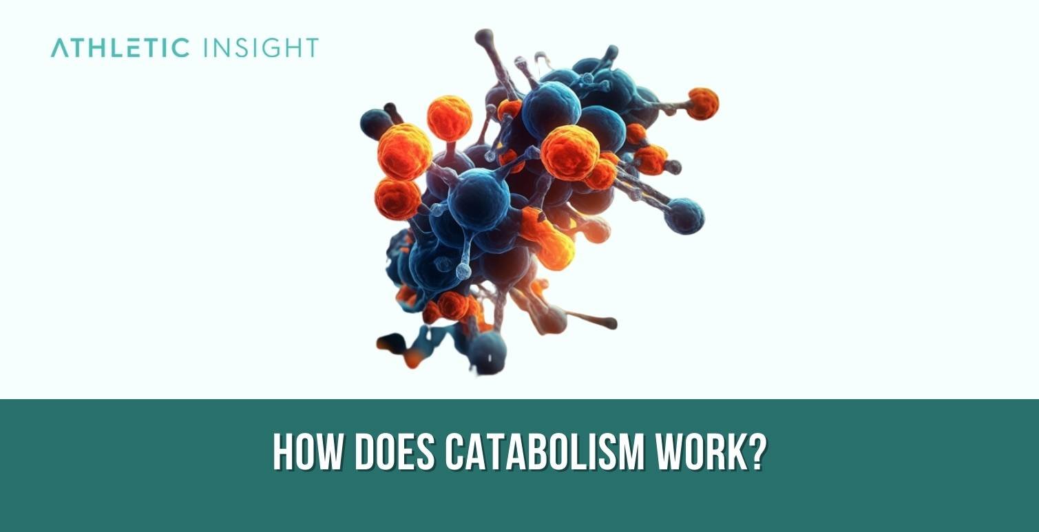 How does Catabolism work