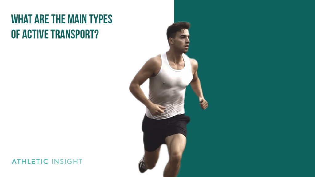Active Transport What Does It Mean? Athletic Insight