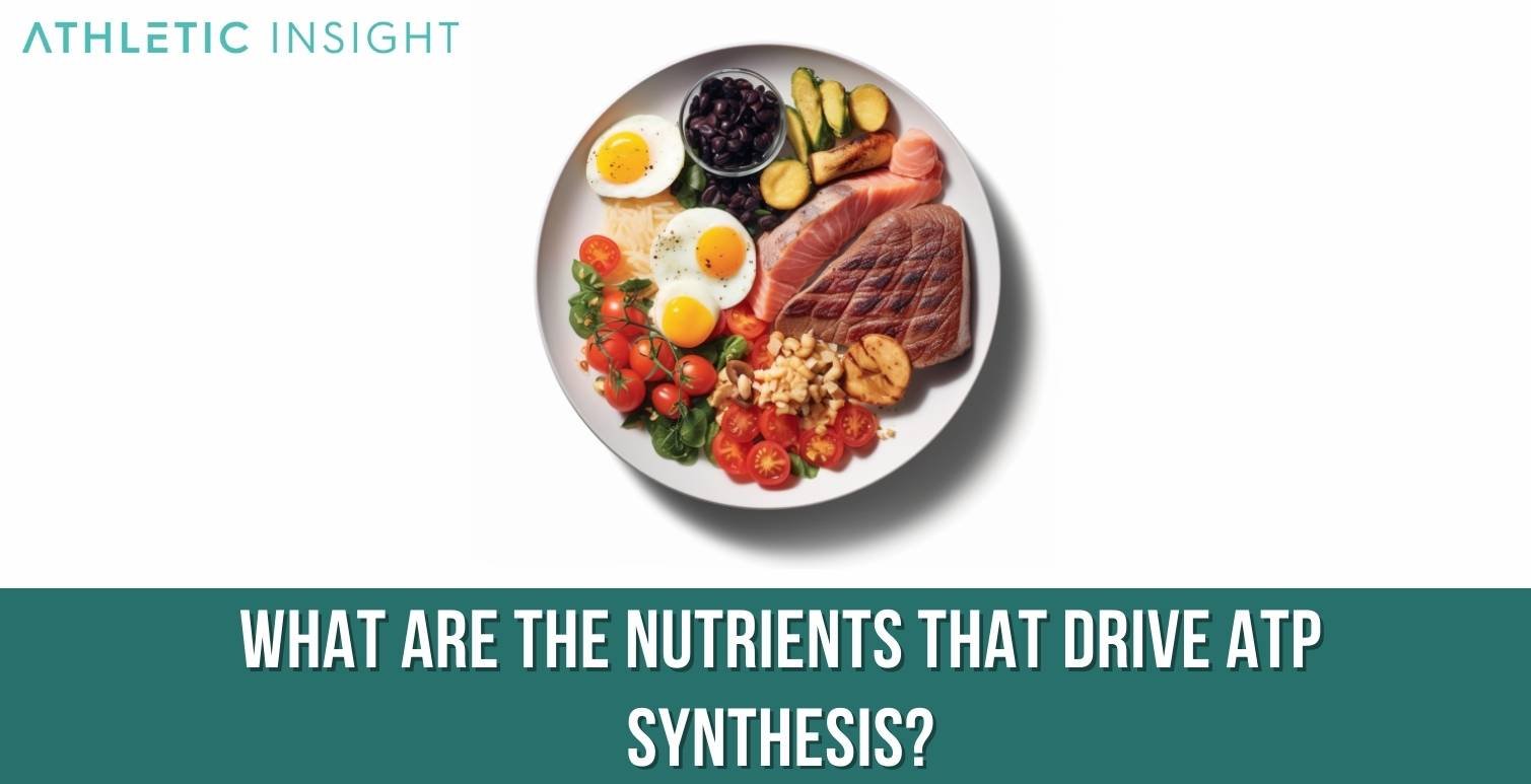 What-are-the-Nutrients-that-Drive-ATP-Synthesis What are the Nutrients that Drive ATP Synthesis