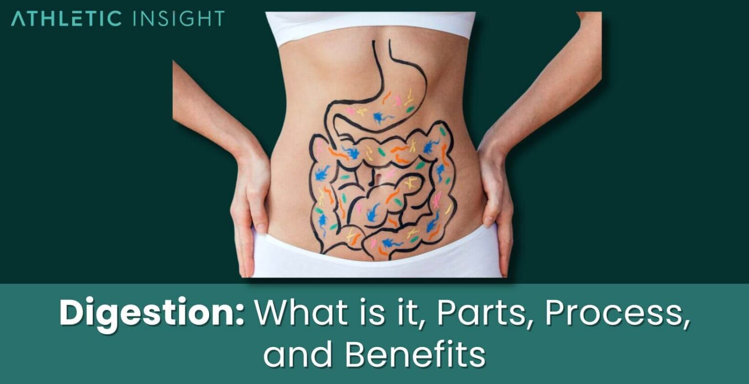 Digestion: What is it, Parts, Process, and Benefits - Athletic Insight