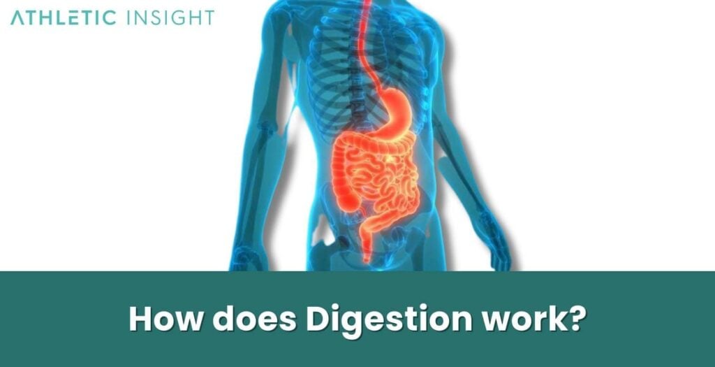Digestion What is it, Parts, Process, and Benefits Athletic Insight