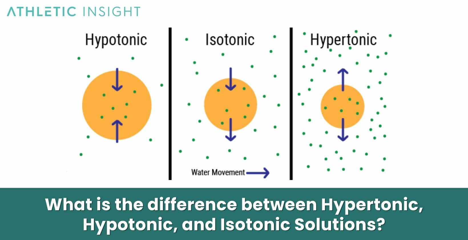 What is the difference between Hypertonic Hypotonic and Isotonic Solutions