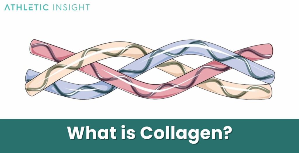 Collagen Definition, Importance, Types, and Benefits Athletic Insight